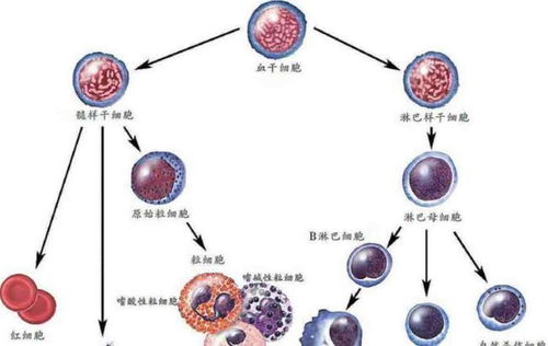 白血病無傳染性，家屬為何仍需佩戴口罩？深入解析人體干細胞技術的應用